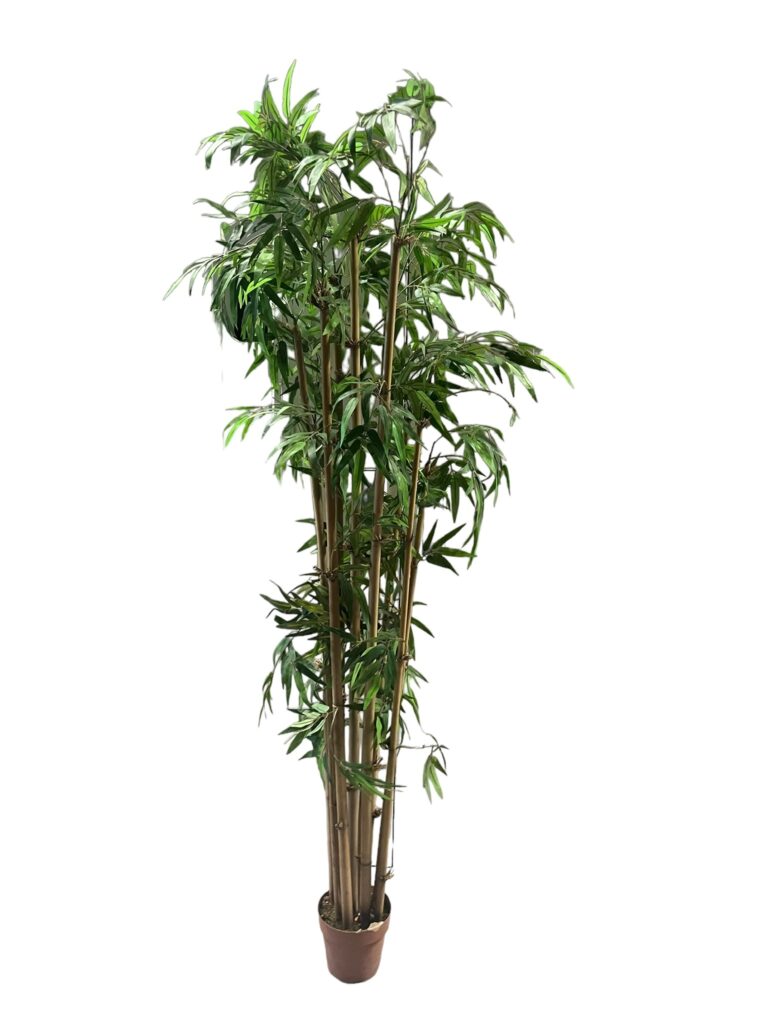 Bamboeplant (BL107)