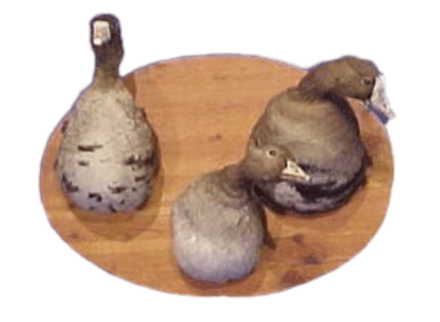 Eenden - trio (O373)