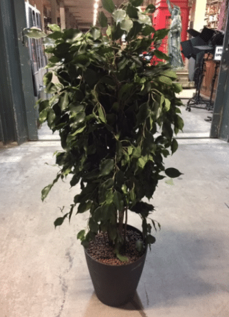 Ficus (BL113)
