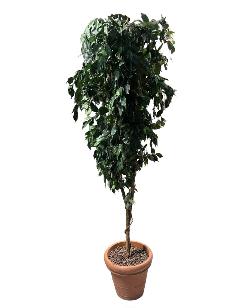 Ficus (BL54)