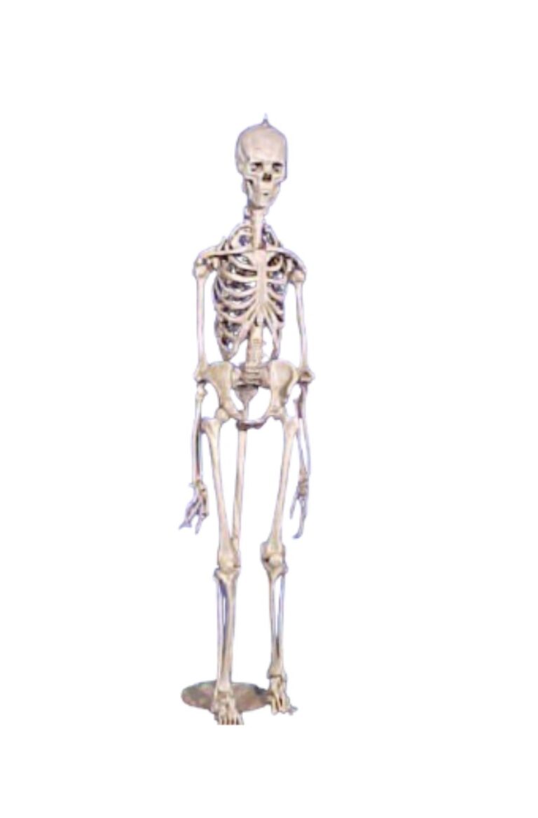 Geraamte van mens (skelet) (O248)