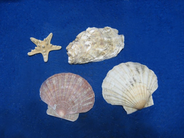 Schelp (O186)