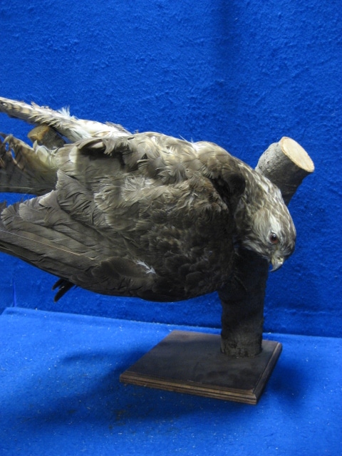 Valk (O51)